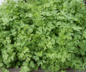 Koriander 'Zitrone'