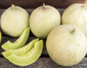 Honigmelone 'Honey Dew'