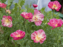 Kalifornischer Mohn 'Thai Silk Rose Chiffon'