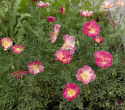 Kalifornischer Mohn 'Thai Silk Rose Chiffon'