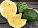 Wassermelone 'Janosik'
