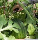 Wassermelone 'Janosik'