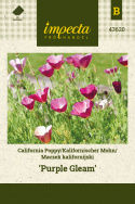 Kalifornischer Mohn 'Purple Gleam'