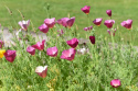 Kalifornischer Mohn 'Purple Gleam'