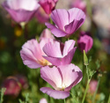 Kalifornischer Mohn 'Purple Gleam'