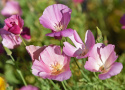 Kalifornischer Mohn 'Purple Gleam'