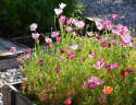 Kalifornischer Mohn 'Purple Gleam'