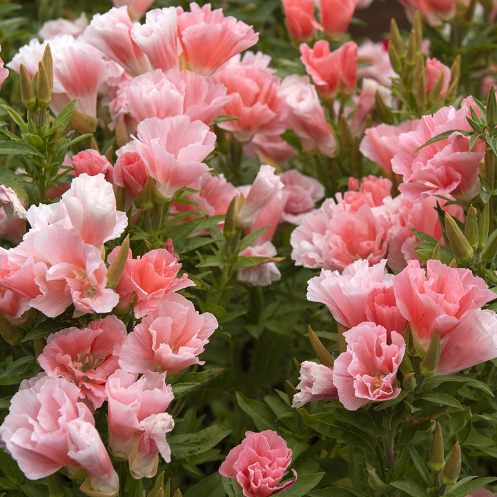 Sommerazalee - Atlasblume 'Orange Glory'