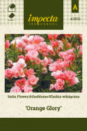 Sommerazalee - Atlasblume 'Orange Glory'
