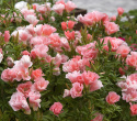 Sommerazalee - Atlasblume 'Orange Glory'