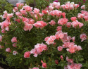 Sommerazalee - Atlasblume 'Orange Glory'