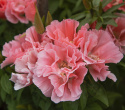 Sommerazalee - Atlasblume 'Orange Glory'
