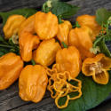 Habanero Chili 'NuMex Suave Orange'