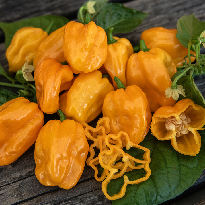 Habanero Chili 'NuMex Suave Orange'