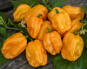 Habanero Chili 'NuMex Suave Orange'