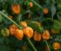 Habanero Chili 'NuMex Suave Orange'