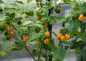 Habanero Chili 'NuMex Suave Orange'
