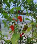Chili 'Naga Jolokia'