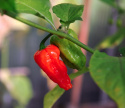 Chili 'Naga Jolokia'
