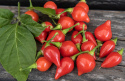 Chili 'Biquinho'