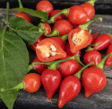 Chili 'Biquinho'