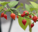 Chili 'Biquinho'