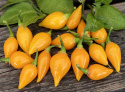 Chili 'Biquinho Amarela'