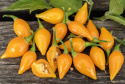 Chili 'Biquinho Amarela'