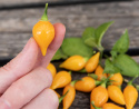 Chili 'Biquinho Amarela'