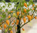 Chili 'Biquinho Amarela'