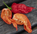 Chili 'Carolina Reaper'