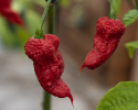 Chili 'Carolina Reaper'