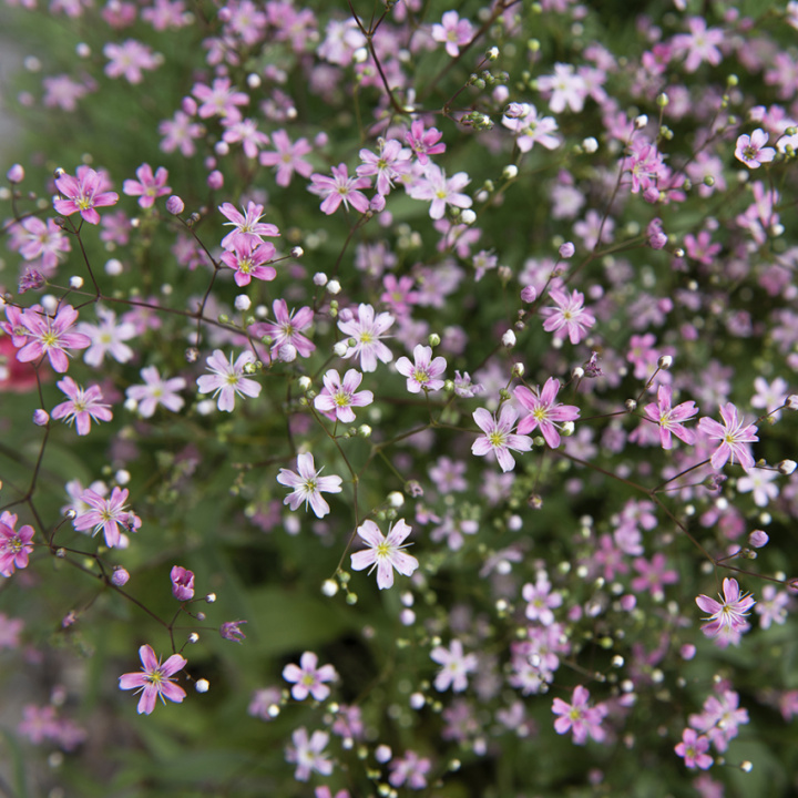 Schleierkraut 'Rosea'