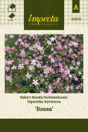 Schleierkraut 'Rosea'