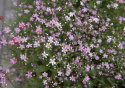 Schleierkraut 'Rosea'
