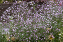 Schleierkraut 'Rosea'