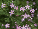 Schleierkraut 'Rosea'