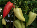 Paprika 'Ferenc Tender'