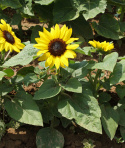 Sonnenblume 'Suntastic Yellow with Black Center'