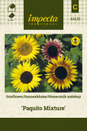 Sonnenblume 'Paquito Mixture'