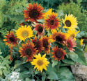 Sonnenblume 'Paquito Mixture'