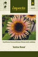 Sonnenblume 'Astra Rose'