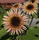 Sonnenblume 'Astra Rose'