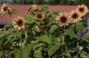 Sonnenblume 'Astra Rose'