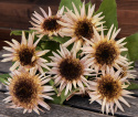 Sonnenblume 'Astra Rose'