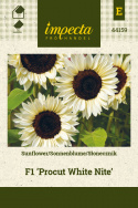 Sonnenblume F1 'Procut White Nite'