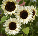 Sonnenblume F1 'Procut White Nite'