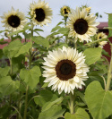 Sonnenblume F1 'Procut White Nite'