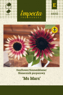 Sonnenblume 'Ms Mars'