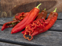 Paprika F1 'Estilo'
